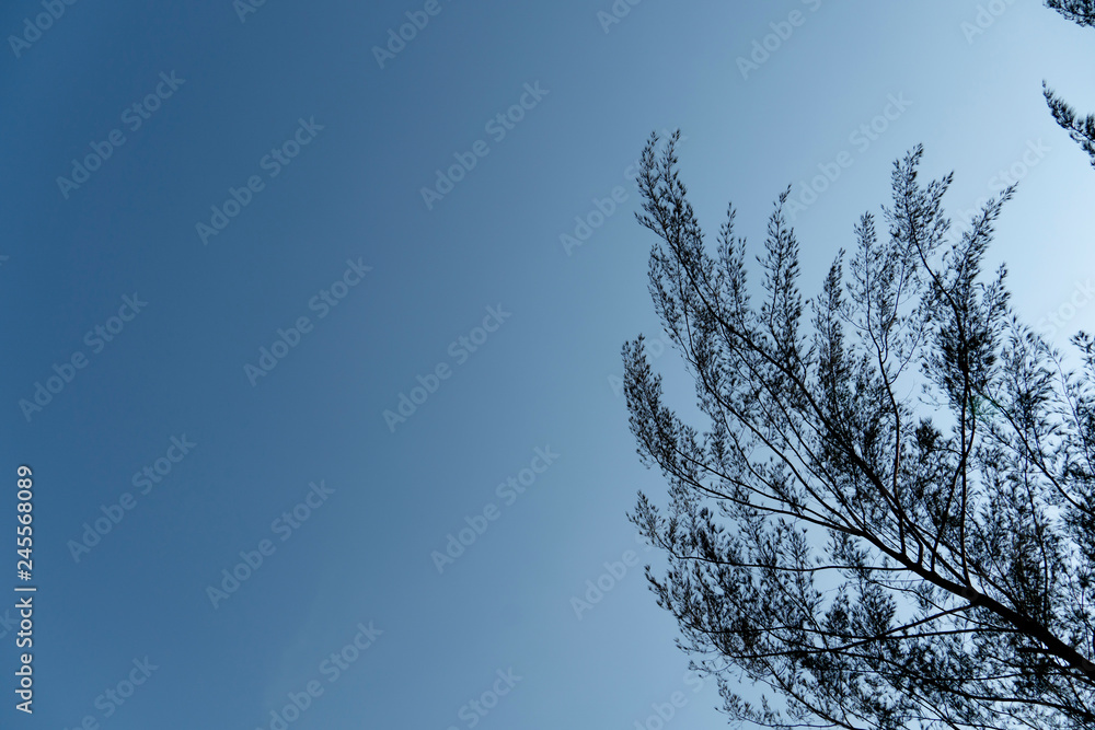 Fototapeta premium Silhouette of pine tree branches on blue sky.