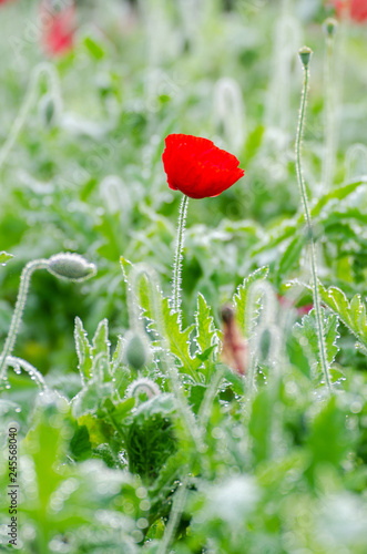 Fototapeta Naklejka Na Ścianę i Meble -  fresh red poppy with green leaves background