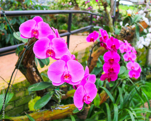 Принти на полотні Pink orchid blossom in the garden ,blurred background