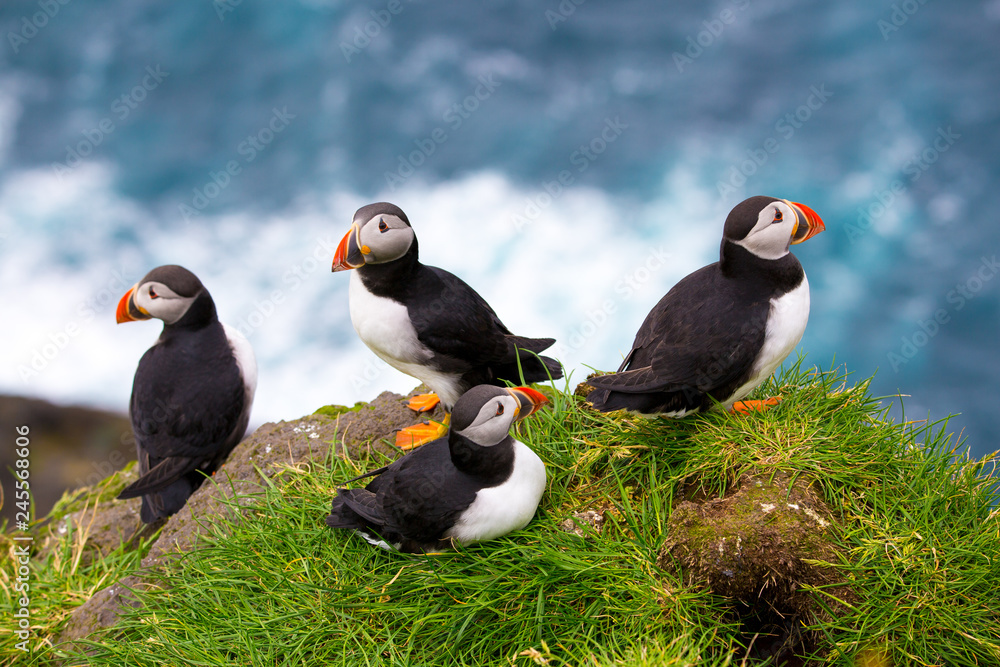 Puffins at the Faroe Islands, wild Europe. Mykines Island