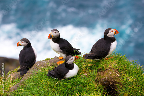 Obraz na płótnie Puffins at the Faroe Islands, wild Europe. Mykines Island w salonie