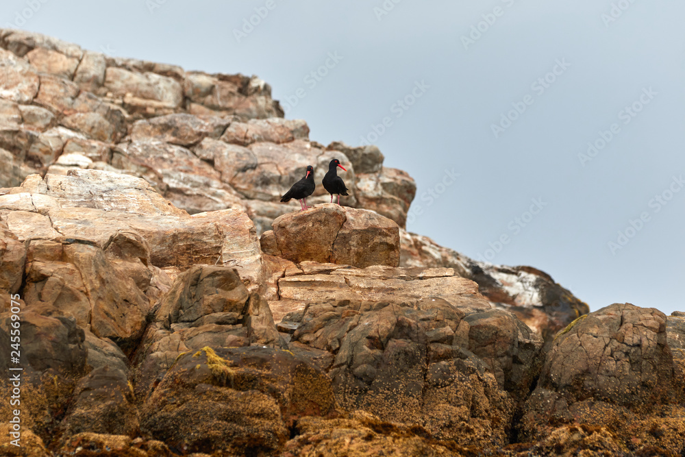 Oystercatchers at Algoa Bay on a rock of St Croix Island. Oystercatchers at Algoa Bay on a rock of St Croix Island.