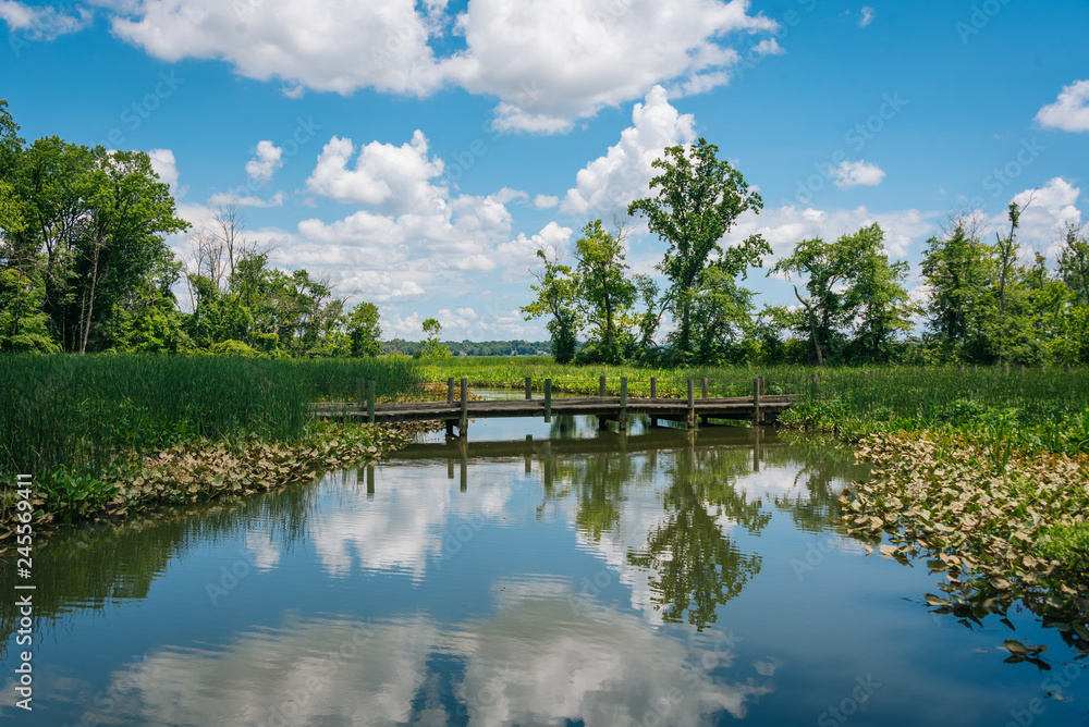 Obraz premium Wetland along the Mount Vernon Trail in Alexandria, Virginia