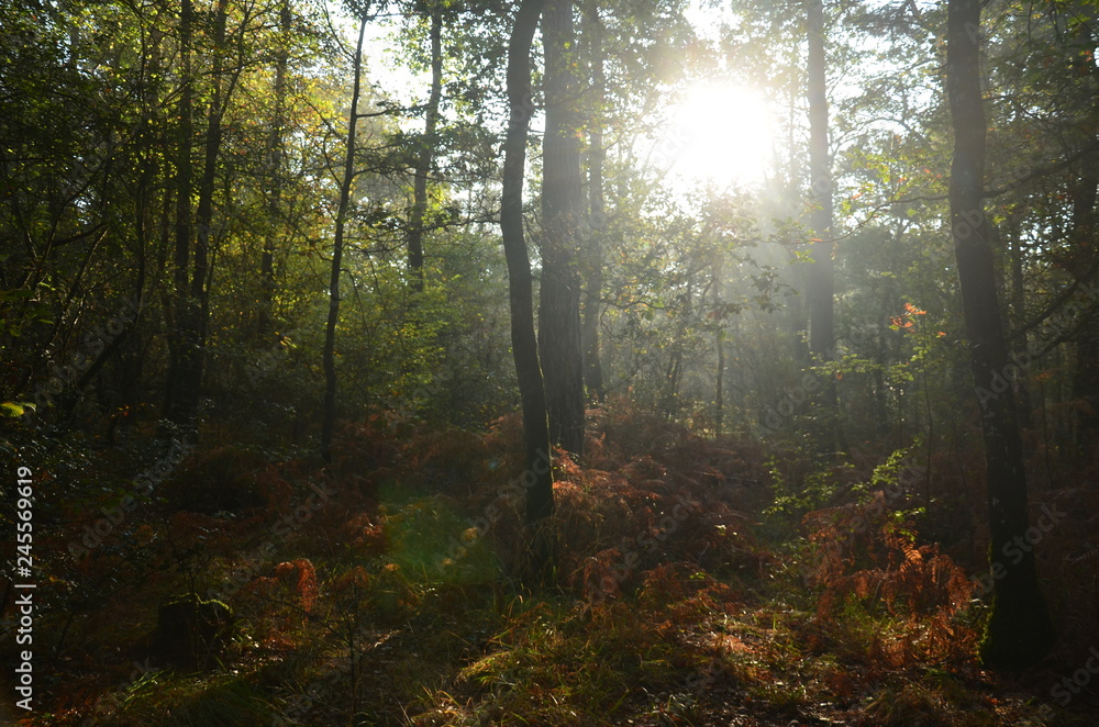 Obraz premium Rayon de soleil en forêt