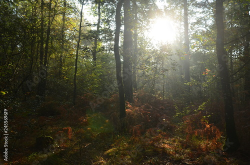 Rayon de soleil en forêt