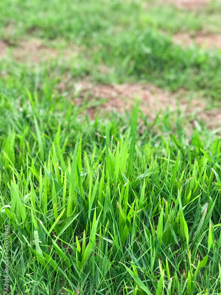 Closeup of green lawn with selective focus. Closeup of green lawn with selective focus.