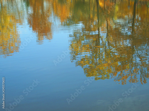 reflection of vegetation in the water