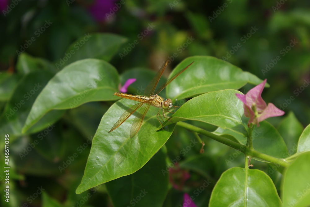 Fototapeta premium Golden Firefly