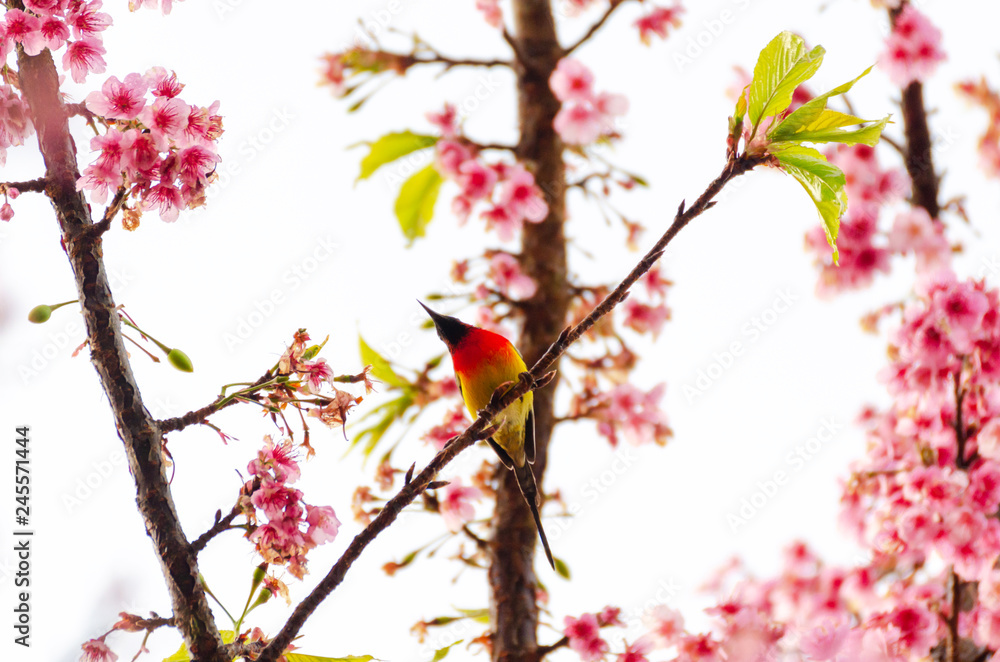 Aethopyga gouldiae on tree branch for eating nectar from pink cherry blossom Aethopyga gouldiae on tree branch for eating nectar from pink cherry blossom