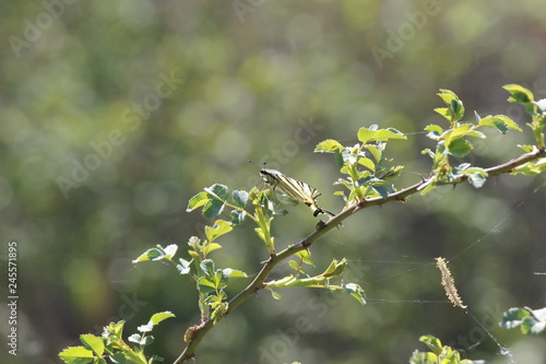 butterfly on a tree branch