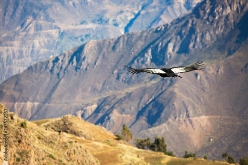 Andean Condor flying over the Colca Canyon in Peru