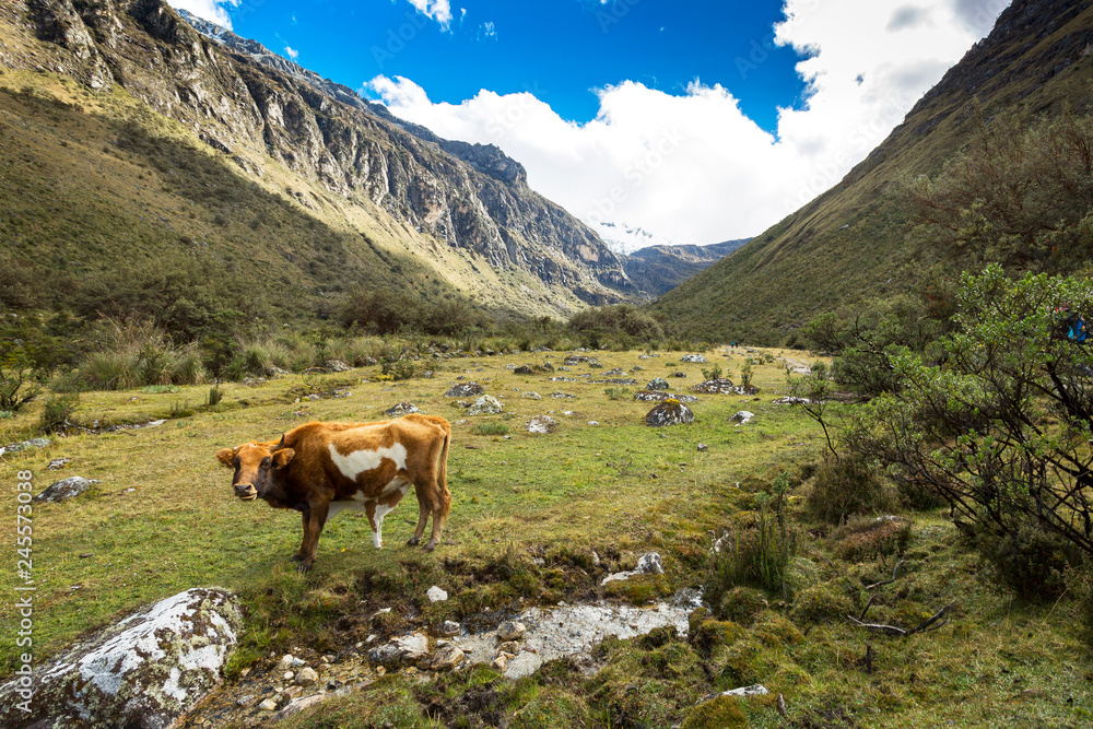 Cow in mountain landscape high altitude near Huaraz, Peru