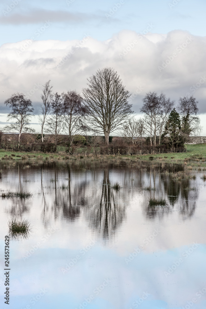 Trees reflection in Lake and Farm field in Strangford