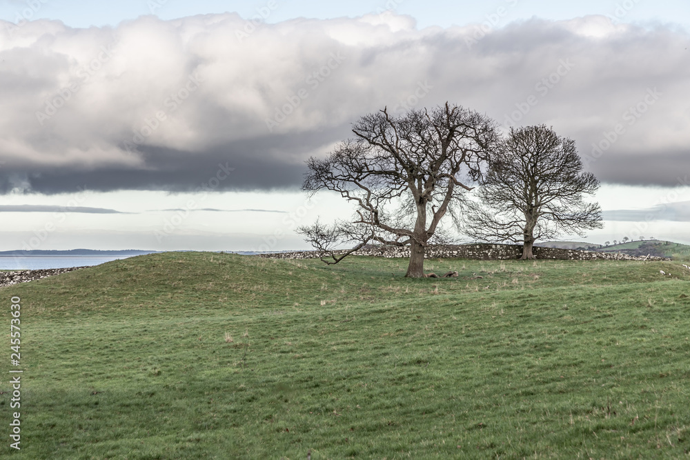 Fototapeta premium Farm field and Strangford lough
