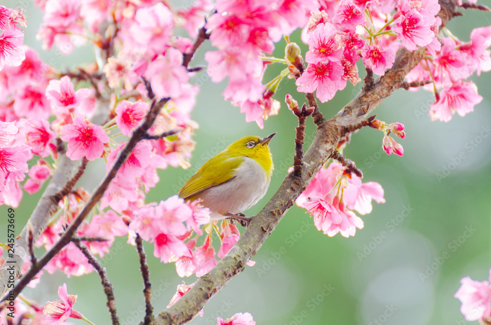 Japanese White-eye, Zosterops japonicus on tree branch for eating nectar from pink cherry blossom Japanese White-eye, Zosterops japonicus on tree branch for eating nectar from pink cherry blossom