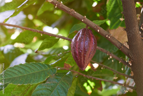 Red cacao pod fruit