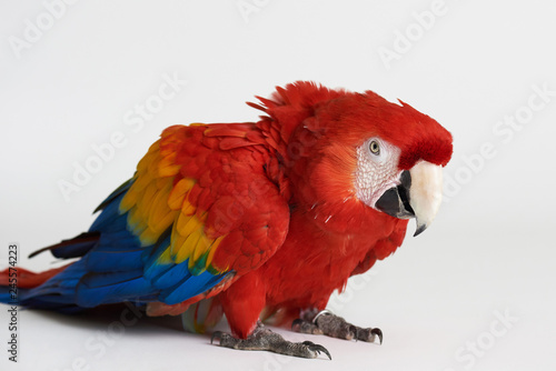 Angry red parrot