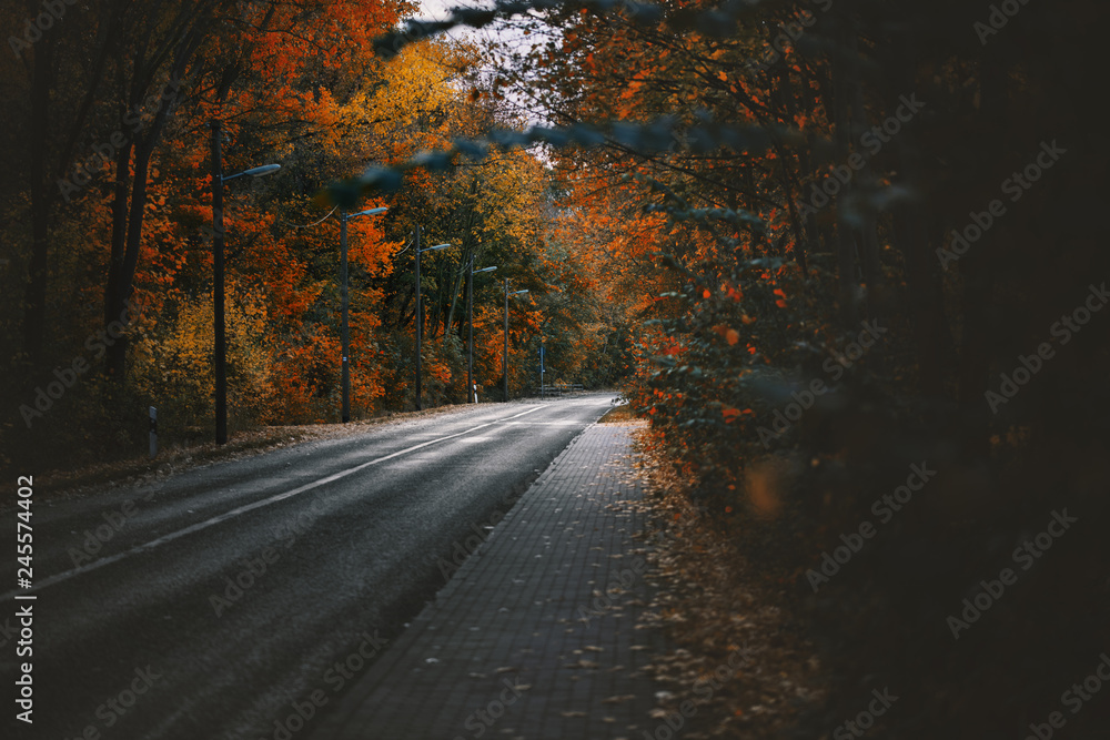 Lonely Road In Berlin At Autumn With Colorful Trees At The Fall Lonely Road In Berlin At Autumn With Colorful Trees At The Fall