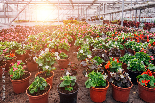 Growing of begonia in plastic flower pots in greenhouse 