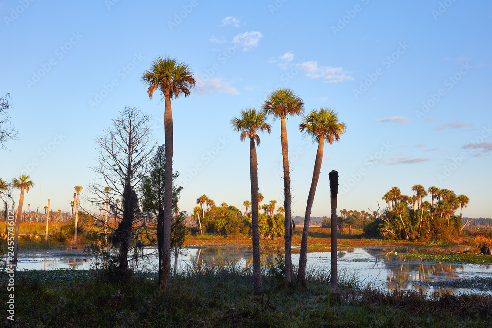 Tall palm trees with wetlands in the background at Orlando Wetlands Park in Orange County, Florida Tall palm trees with wetlands in the background at Orlando Wetlands Park in Orange County, Florida