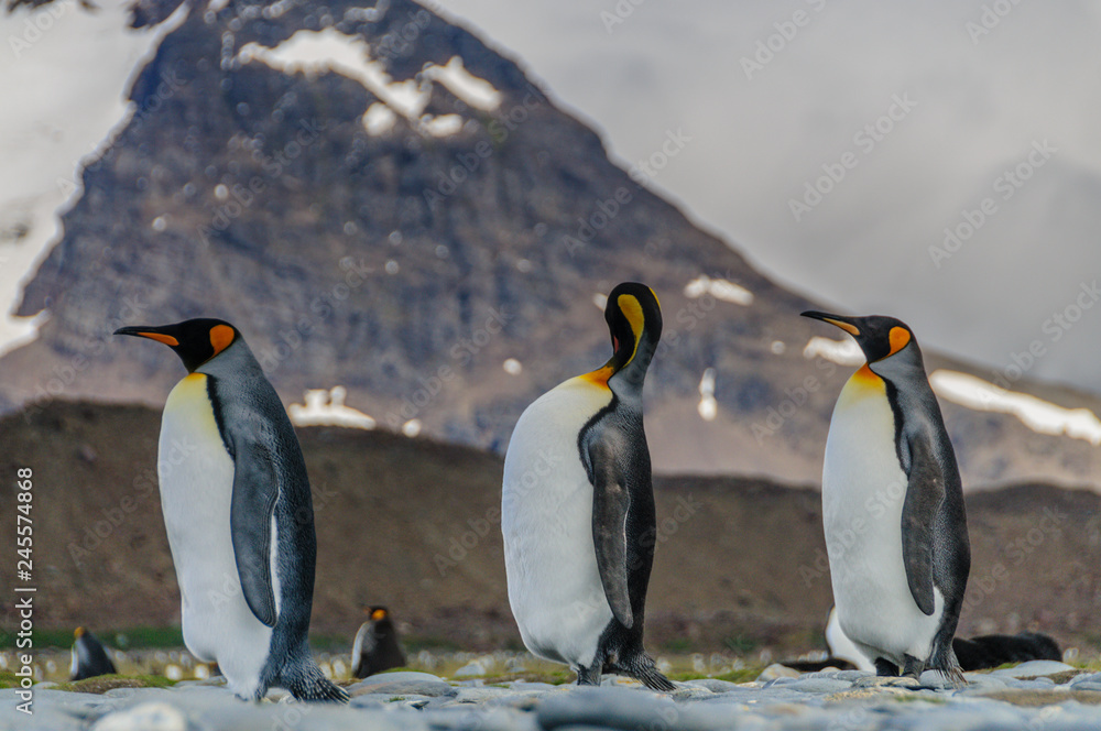 Obraz premium King Penguins on South Georgia
