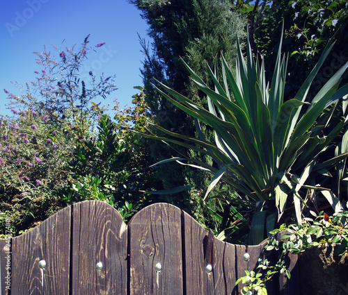 Mediterranean rural landscape  the wooden fence of a garden   lush vegetation  warm weather and blue sky