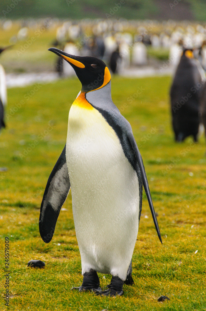Fototapeta premium King Penguins on South Georgia
