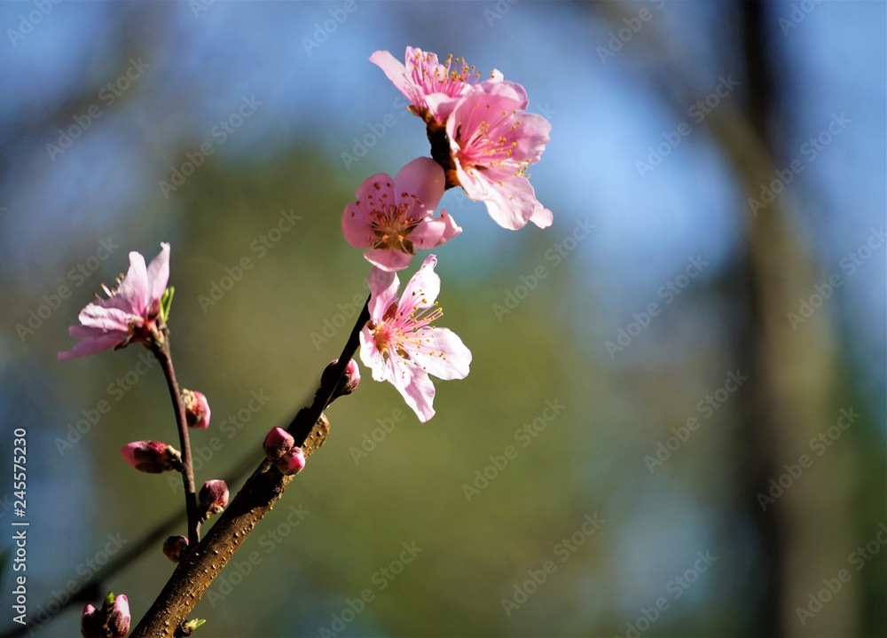 Pink peach blossoms blooming in late Winter on the garden background, GA USA. Pink peach blossoms blooming in late Winter on the garden background, GA USA.
