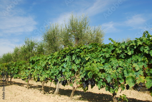 red wine grapes in the vineyard