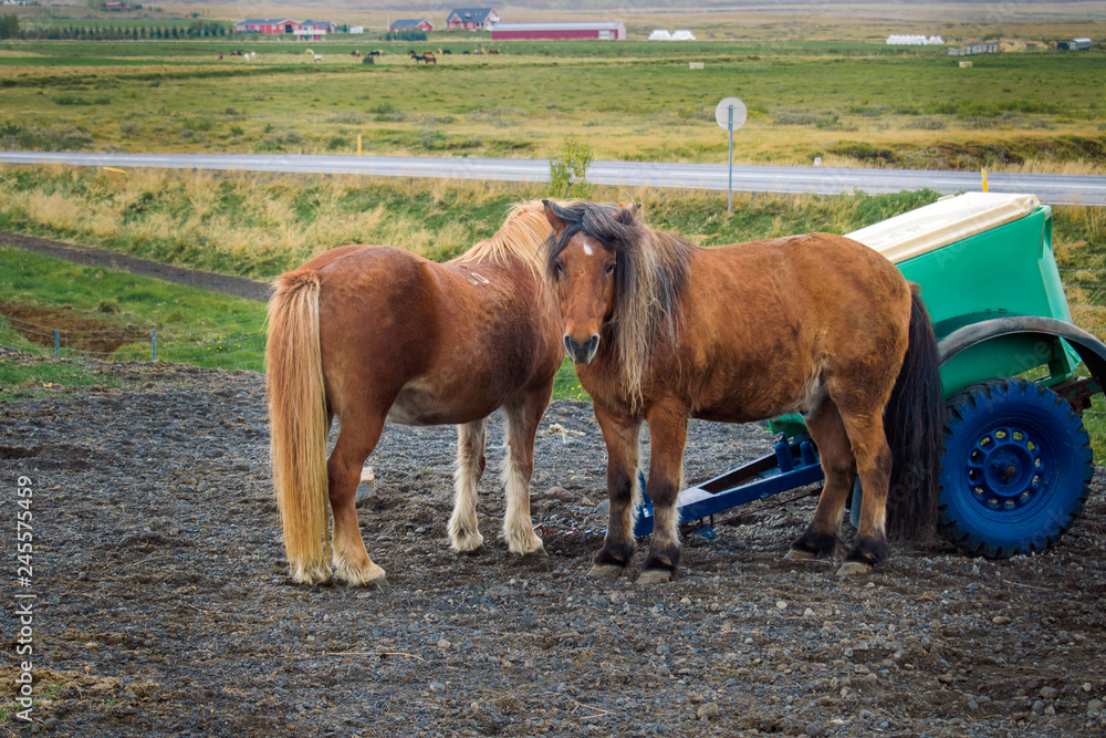 Two brown pony-sized Icelandic horses in a field. Summer landscape. 