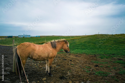 Gorgeous beige brown Icelandic horse graze a pasture. Overcast summer landscape, blue sky and green grass. 