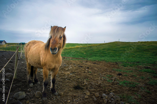 Beautiful brown Icelandic horse on pasture while grazing. 