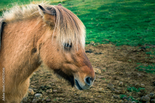 Side view portrait of beautiful beige Icelandic horse. 