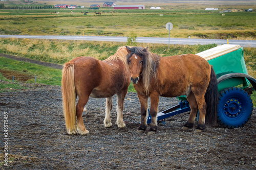 Two brown pony-sized Icelandic horses in a field. Summer landscape. 