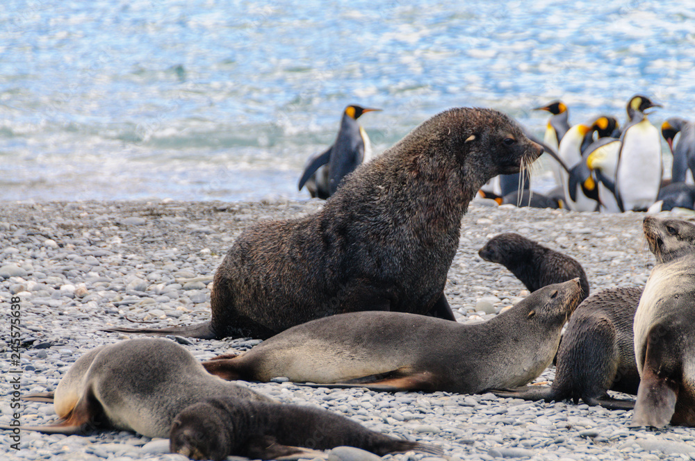 Fototapeta premium Fur Seals on Salisbury Plains, South Georgia
