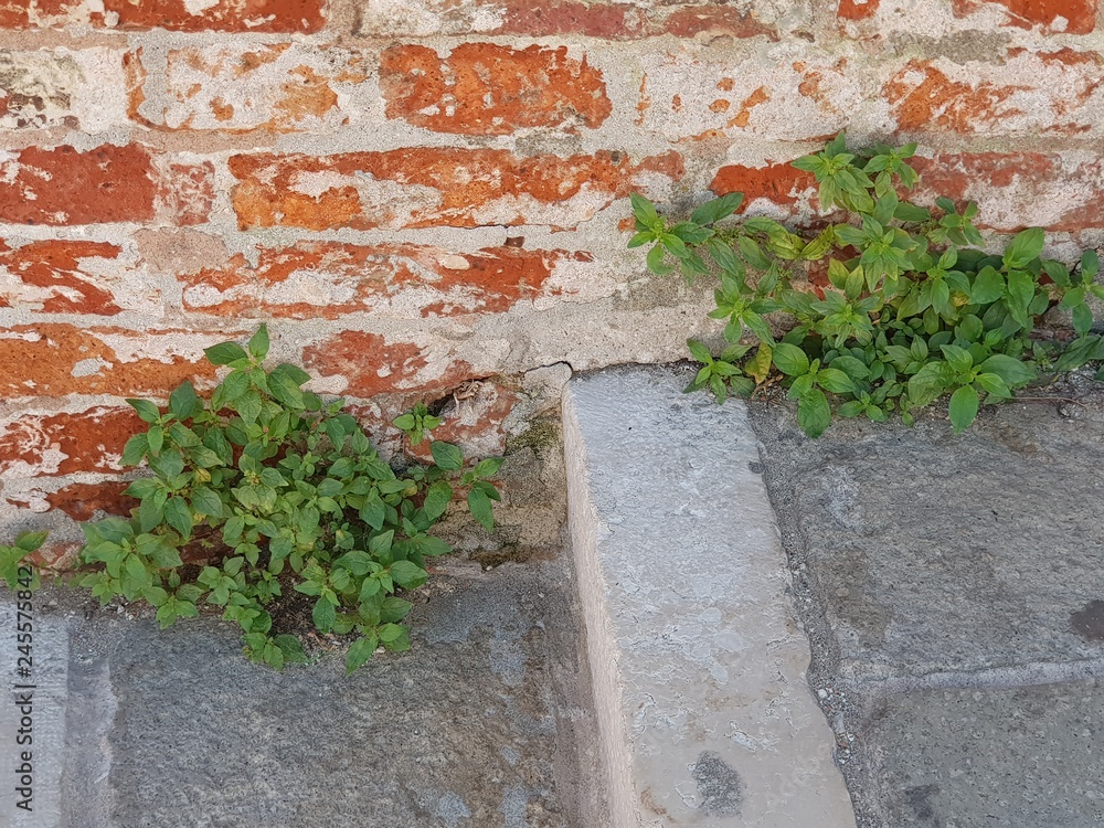 Naklejka premium A vida brota 