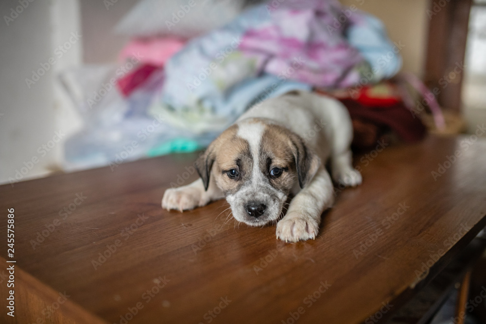 Obraz premium cute spotted puppy lying on the table