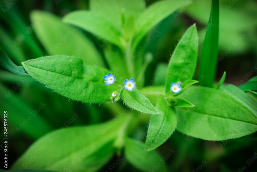 Spring little blue forget-me-nots flowers, green leaves, selective focus. Close up photo. Floral background Spring little blue forget-me-nots flowers, green leaves, selective focus. Close up photo. Floral background