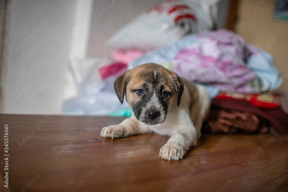 cute spotted puppy lying on the table