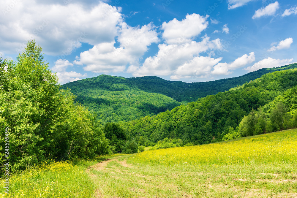 path through beautiful summer countryside. grassy meadow among the forest. trees along the road. wonderful nature scenery of Carpathian mountains