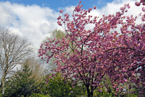 Tree with blossoms in the spring