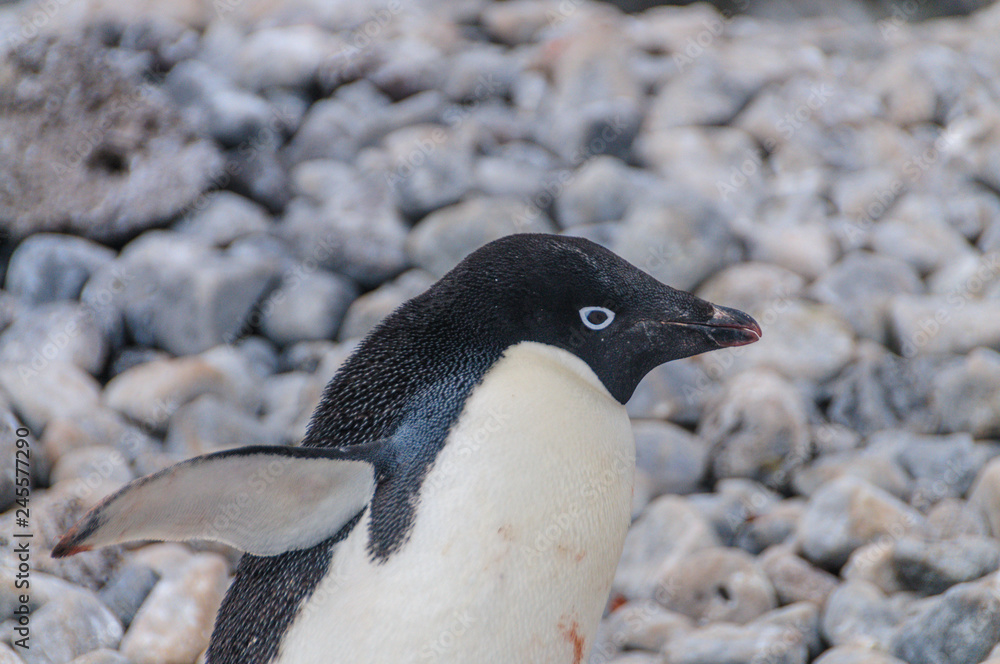 Fototapeta premium Adelie Penguins on Paulet Island