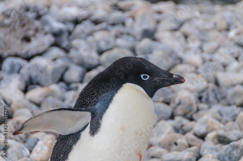 Adelie Penguins on Paulet Island