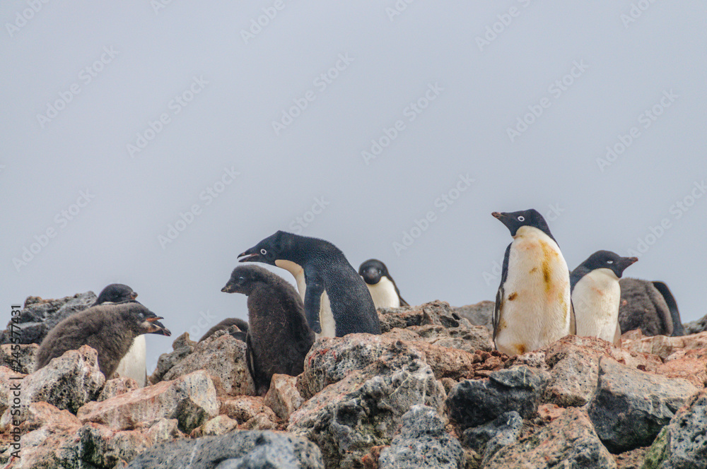 Obraz premium Adelie Penguins on Paulet Island