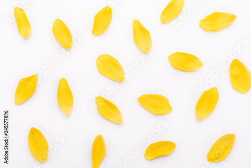 Pattern with yellow tulip petals isolated on white background. Parts of fresh flowers are unevenly distributed.