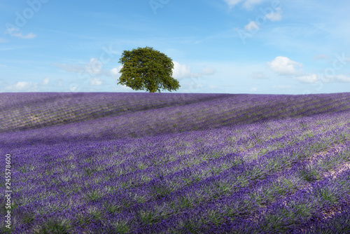 lavender field with tree