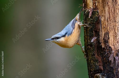 Nuthatch photo