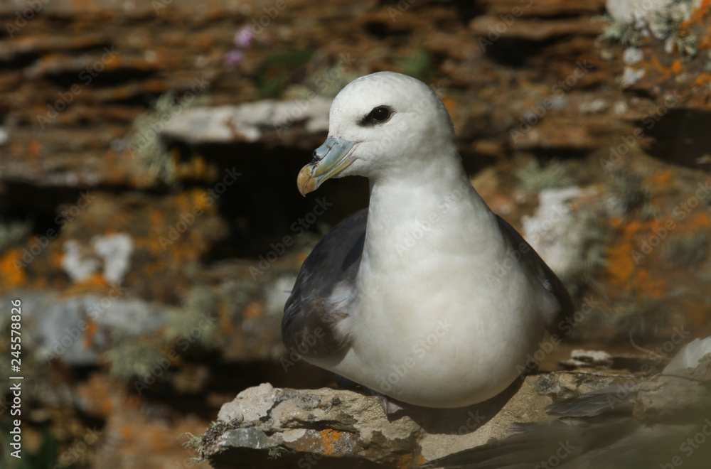 A beautiful Fulmar (Fulmarus glacialis) sitting on the side of a cliff on Orkney, Scotland. A beautiful Fulmar (Fulmarus glacialis) sitting on the side of a cliff on Orkney, Scotland.