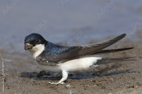 A beautiful House Martin (Delichon urbica) at the side of a puddle with a beak full of mud to make its nest.