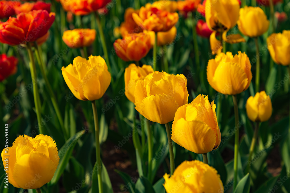 Yellow Fringed Tulipa Crystal Star. Colorful Tulip flower fields. Yellow Fringed Tulipa Crystal Star. Colorful Tulip flower fields.